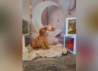 eine kleine Hündin sucht noch Ihr für immer Zuhause