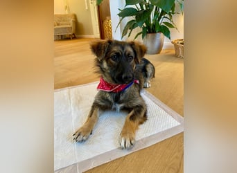 Luma sucht ein Zuhause