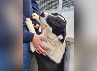 Mella - Gute-Laune-Hund