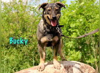 Bucky geb. 12/2021 - lustiger, aktiver und verspielter Outdoor-Begleiter!