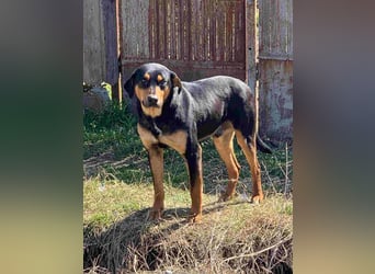 ⭐️ROCKET⭐️, Rüde, 7 Jahre, 55 cm, Mischling, Tierschutz