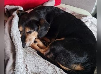 Ruby: Besitzerin unerwartet gestorben
