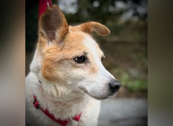 Mila - eine liebevolle Seniorin sucht warmes Körbchen aktuell in 58511 Lüdenscheid