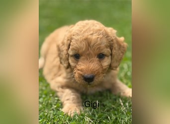 Aussiedoodle / Aussiepoo  F1b