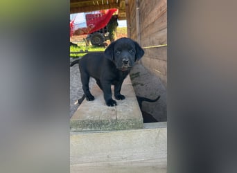 Labrador Welpe schwarz
