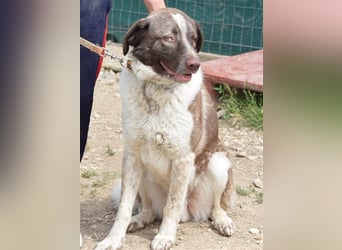 Stephan - Ein hoffnungsvoller Hund sucht sein Zuhause