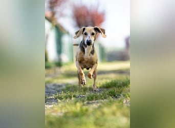 Ringo