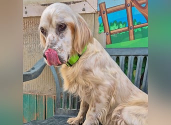 Ketty - fröhliche Setter Dame sucht liebevolles aktives Zuhause