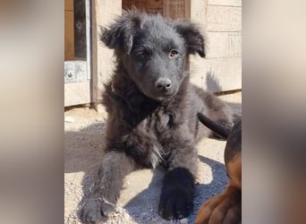 GORDI❤️liebes, verschmustes kroat. Schäferhund-Mix-Mädel