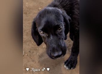 Timmy, Adam und Ajax suchen ein Zuhause
