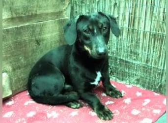 Update Archie: auf PS in 42117 Wuppertal