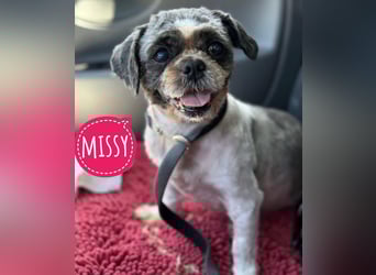 Missy ein kleiner Engel