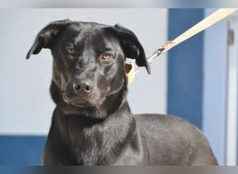 Rex, ein fröhlicher Wirbelwind auf der Suche nach aktiven Menschen