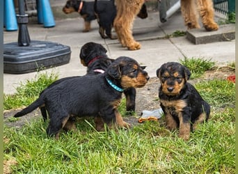 Airedale Terrier Welpen aus VDH Zucht