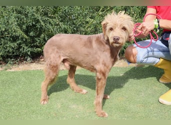 Curly, Mix Podengo / Labradoodle, lieb und sozial