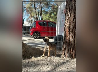 Malinois Mädchen LILO (Juni 2024) sucht eine Familie!