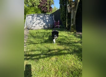 Dieser süße Australian Shepherd Rudel