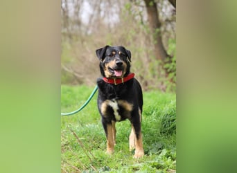OSKAR - wer zeigt dem traurigen Hundemann wie schön ein Hundeleben sein kann?