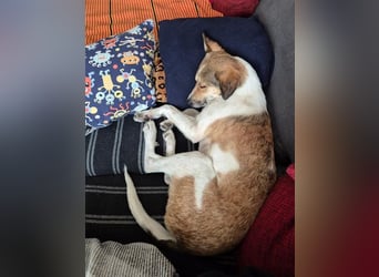♥JUPPI♥ auf Pflegestelle bei Köln - wunderschöner, aufgeschlossener, aktiver Rüde 44 cm