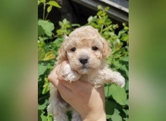 Zuckersüße Maltipoo