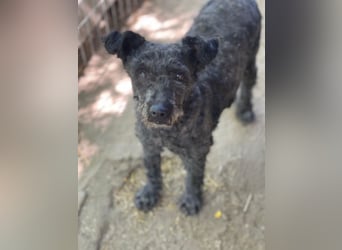 Buksi LM – Sanfte Hundedame sucht warmes Plätzchen für immer