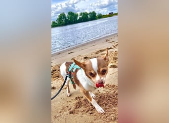 Kleine Seele Chihuahua-Hündin Muci sucht ihr Für-Immer-Zuhause