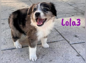 Lola3 geb. 05/2025 (ESP) - clevere Border-Collie-Mix Welpin!