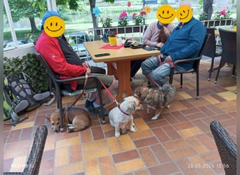 Lucia-Seniorin sucht Senioren-WG!