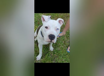 Americanbulldog