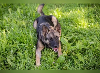 TATZEL - die hübsche Maus sucht eine eigene liebe Familie!
