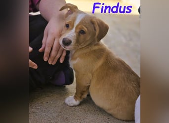Findus 01/2025 (ESP) - kleiner Welpe sucht Unterstützung!