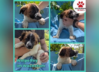 Roy Welpe Epagneul Breton / Schäferhund Mischling Rüde Junghund sucht Zuhause