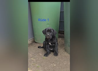 Presa Canario x Cane Corso 