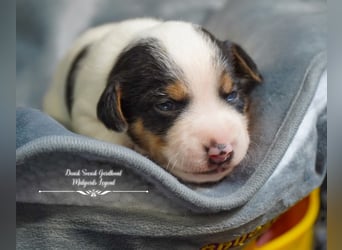 Dansk Svensk Gardhund,  Farmdog, Danky