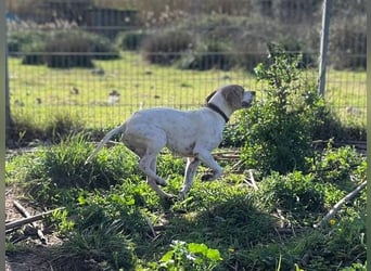 Remo – Pointer Mischling auf der Suche nach seinem Glück