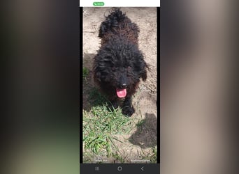 Guba-DG, Hütehund sucht Aufgabe!