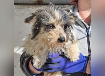 AMOR - KLEINER YORKIE MIX