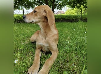 Linja eine elegante kleine Dame