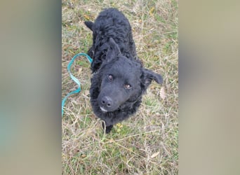 Verspielter TRUNTO - Traumbub mit dem Potential zum Herzenshund