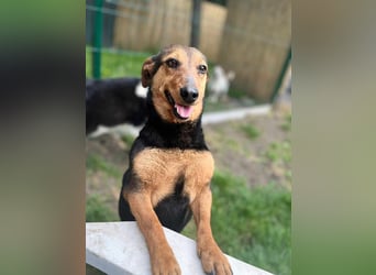 Frida, 10.05.2019 geboren, 31 cm sucht ihre Menschen