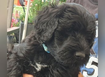 Portugiesischer Wasserhund-Welpe aus der Welpenkrippe®