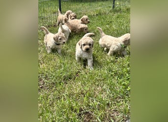 Wurfankündigung Labradoodle F1B Welpen