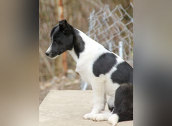 Zurückhaltende CHANTAL sucht liebevolles und ruhiges Zuhause