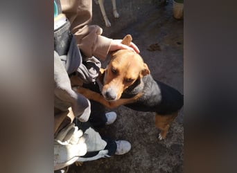 Calypso sucht ein Zuhause