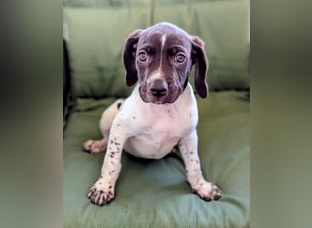 Süße Cookie sucht eine Familie