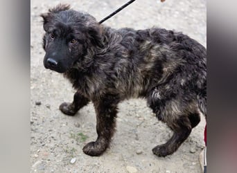 Wunderschön gestromtes Hundekind *Yanu* sucht sein Zuhause für immer