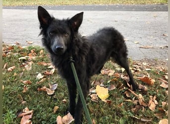 Priska: Für Menschen mit Herz und Hundeverstand