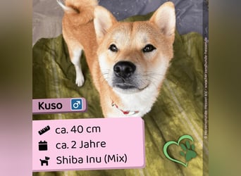 Kuso