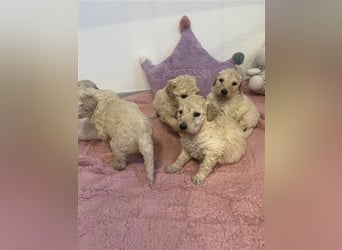 Wunderschöne Goldendoodle Welpen zu verkaufen Abgabe frühestens ab 06.12.24