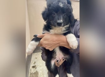 zuckersüßer Senna sucht Zuhause oder Pflegestelle!